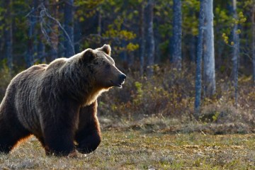 Moraine Lake & Lake Louise Sunset Wildlife Tour | Radventures