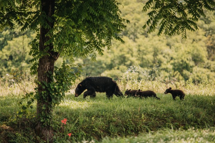 a brown bear walking across a lush green field